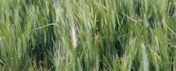 Crown rot causes deadheads that are usually found on scattered plants or single tillers in the crop.
