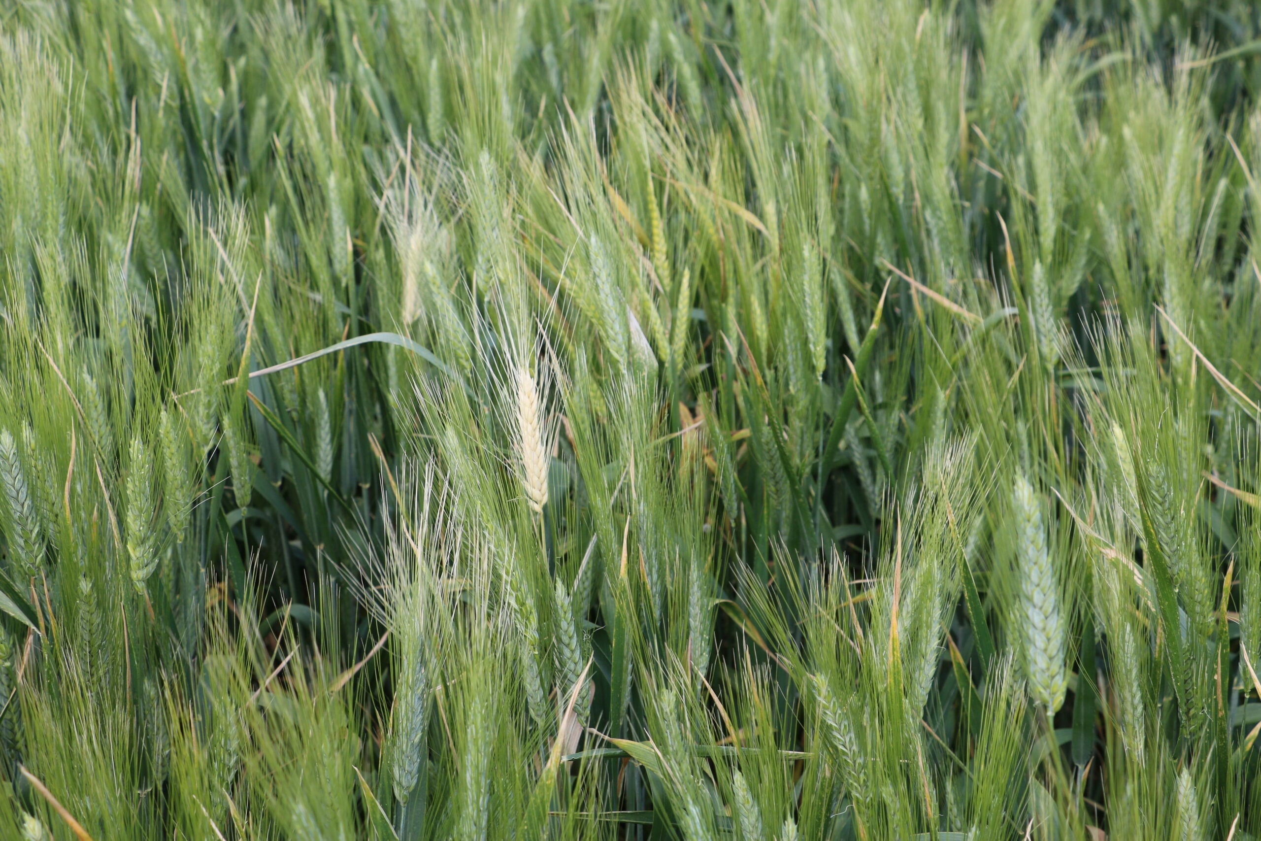 Crown rot causes deadheads that are usually found on scattered plants or single tillers in the crop.