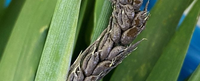 Loose smut of barley.