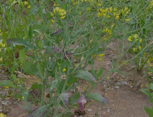 Green peach aphid present as canola crops are sown 2026