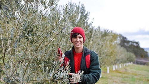 Gamila MacRury on her olive farm