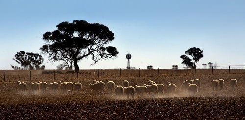 Flock of sheep in dry paddock