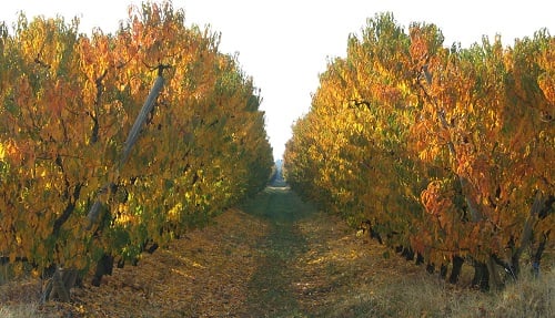 Goulburn-Valley-orchard-autumn