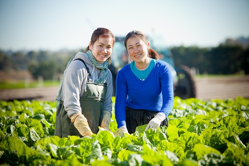 Two female agricultural workers stand together in a field of vegetables