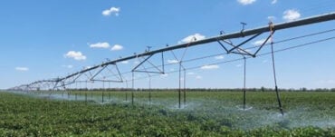 Cotton being irrigated by a lateral move system at TARC