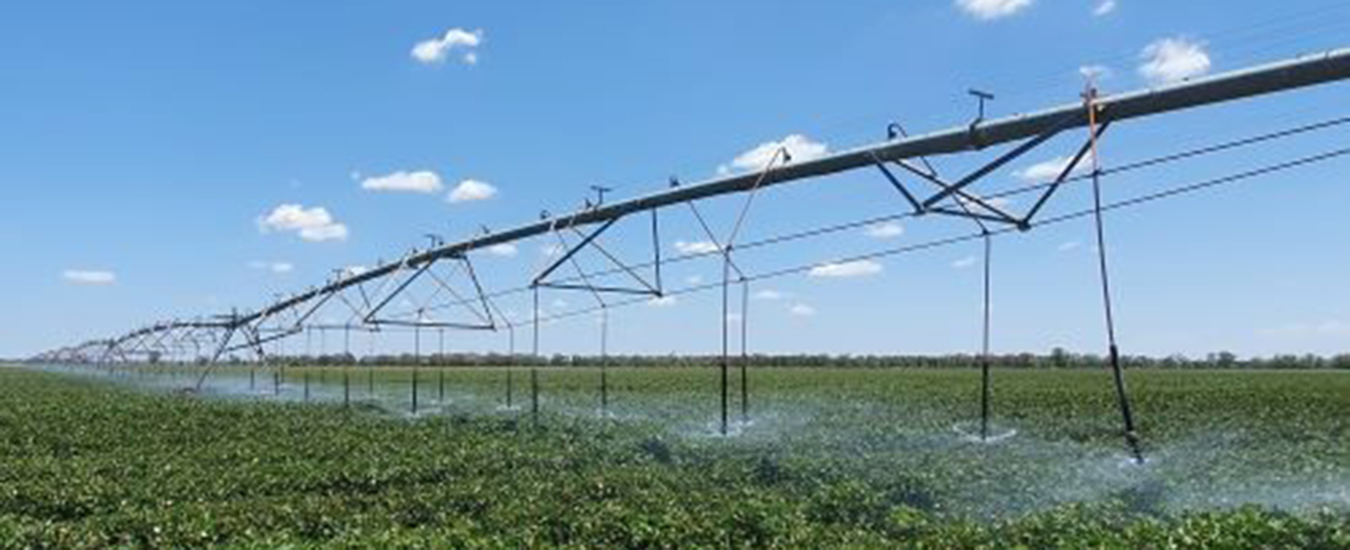 Cotton being irrigated by a lateral move system at TARC