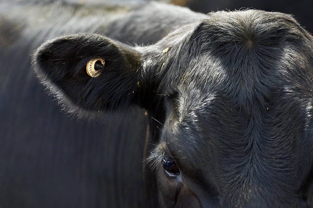 An NLIS ear tag can help to prevent livestock theft