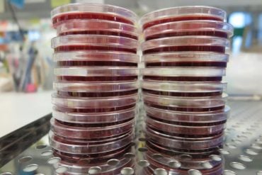Two stacks of petri dishes sitting side-by-side on a laboratory bench.