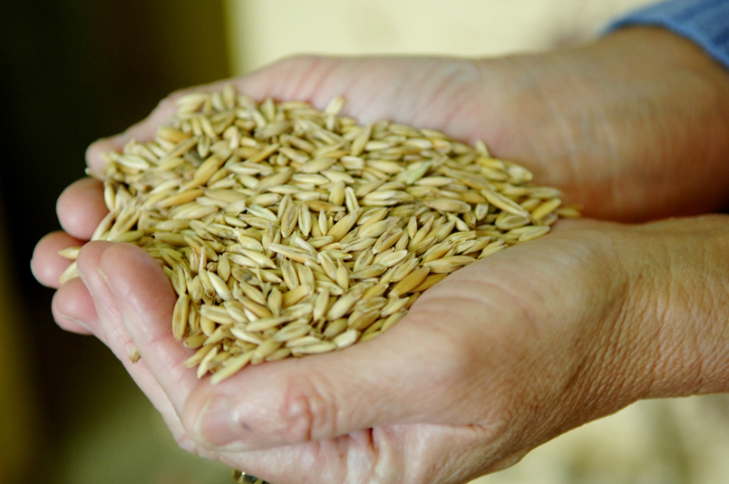 Photo of person holding grain