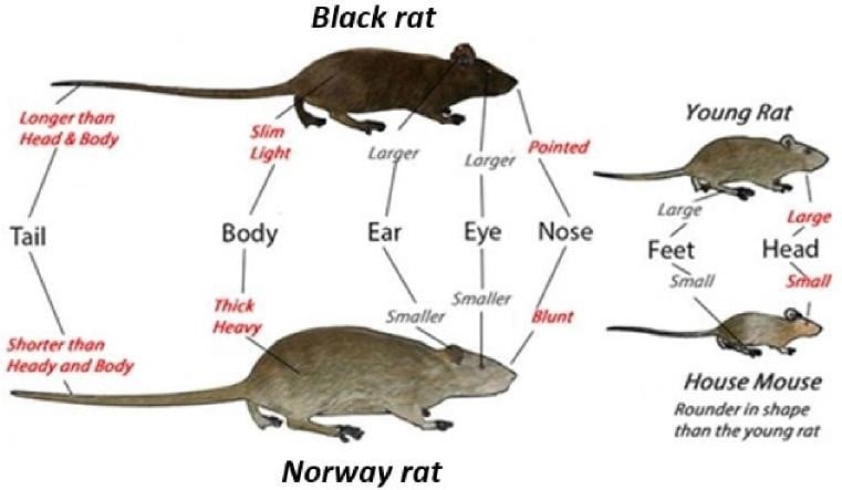 Illustration showing the differences between black rats, Norway rats and house mice.