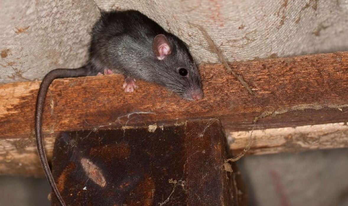 Photo of a black rat on a ceiling beam.
