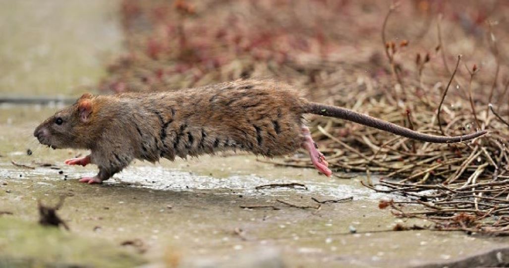 A Norway rat running across a wet footpath.
