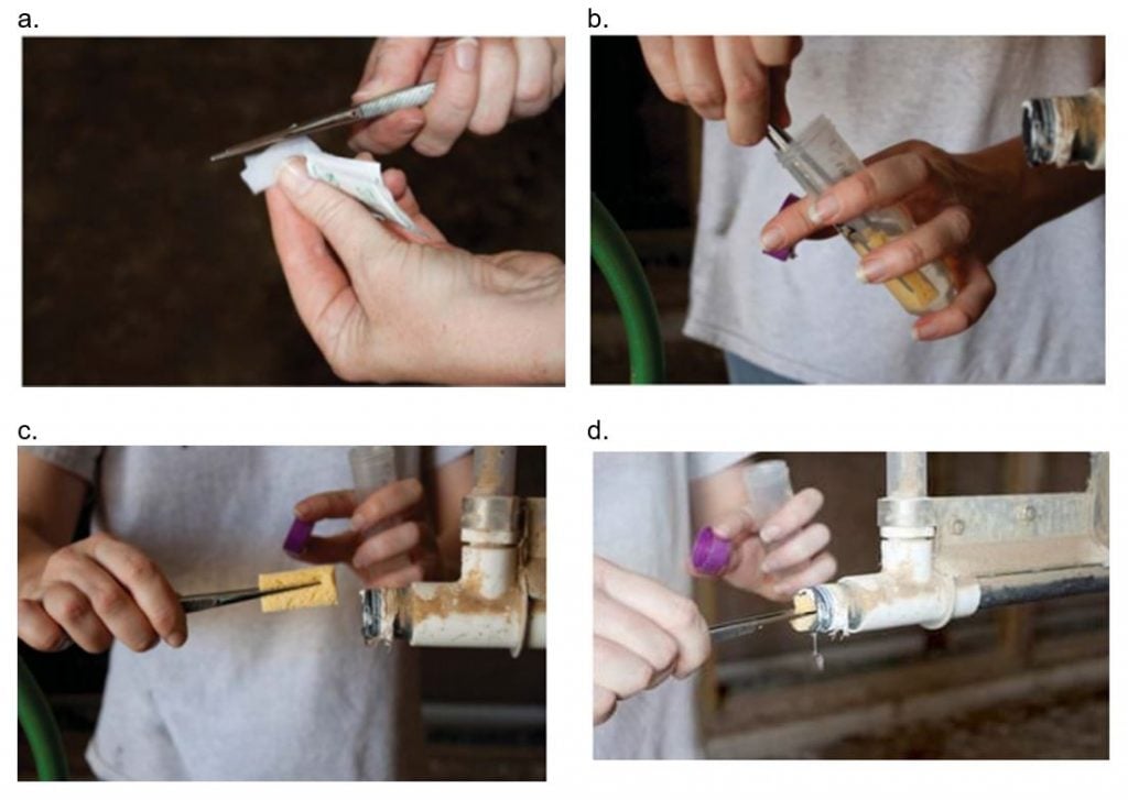 Operating procedure Biofilm swabbing Chicken Meat RD&E Chicken
