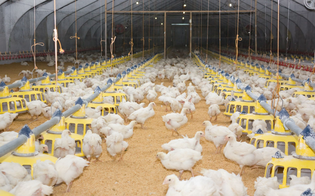 Impacts of wet litter and remediation Chicken Meat RD&E Chicken