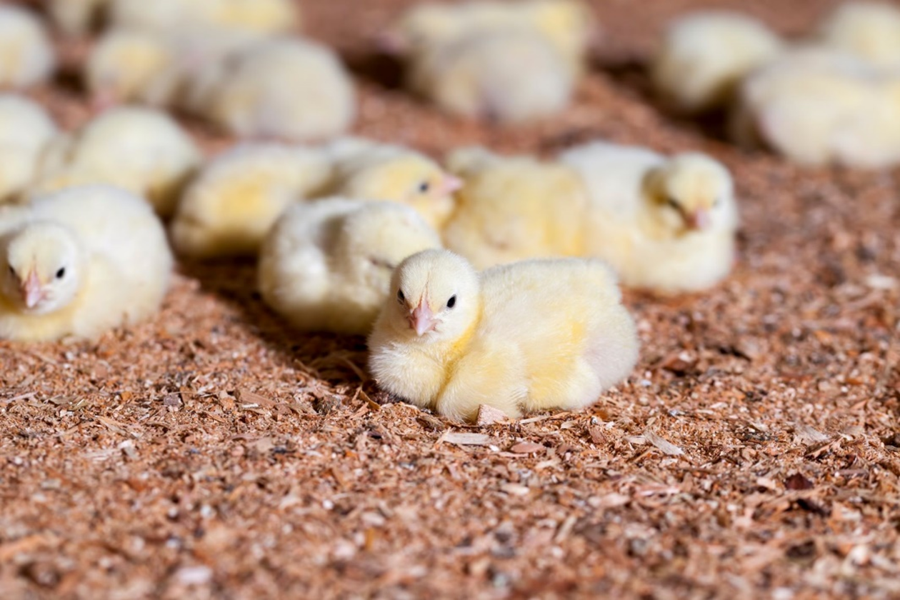 Photo of young chicks sitting comfortably on litter.