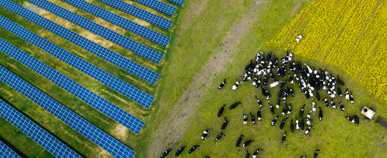 Aerial photo of dairy cows next to solar panels