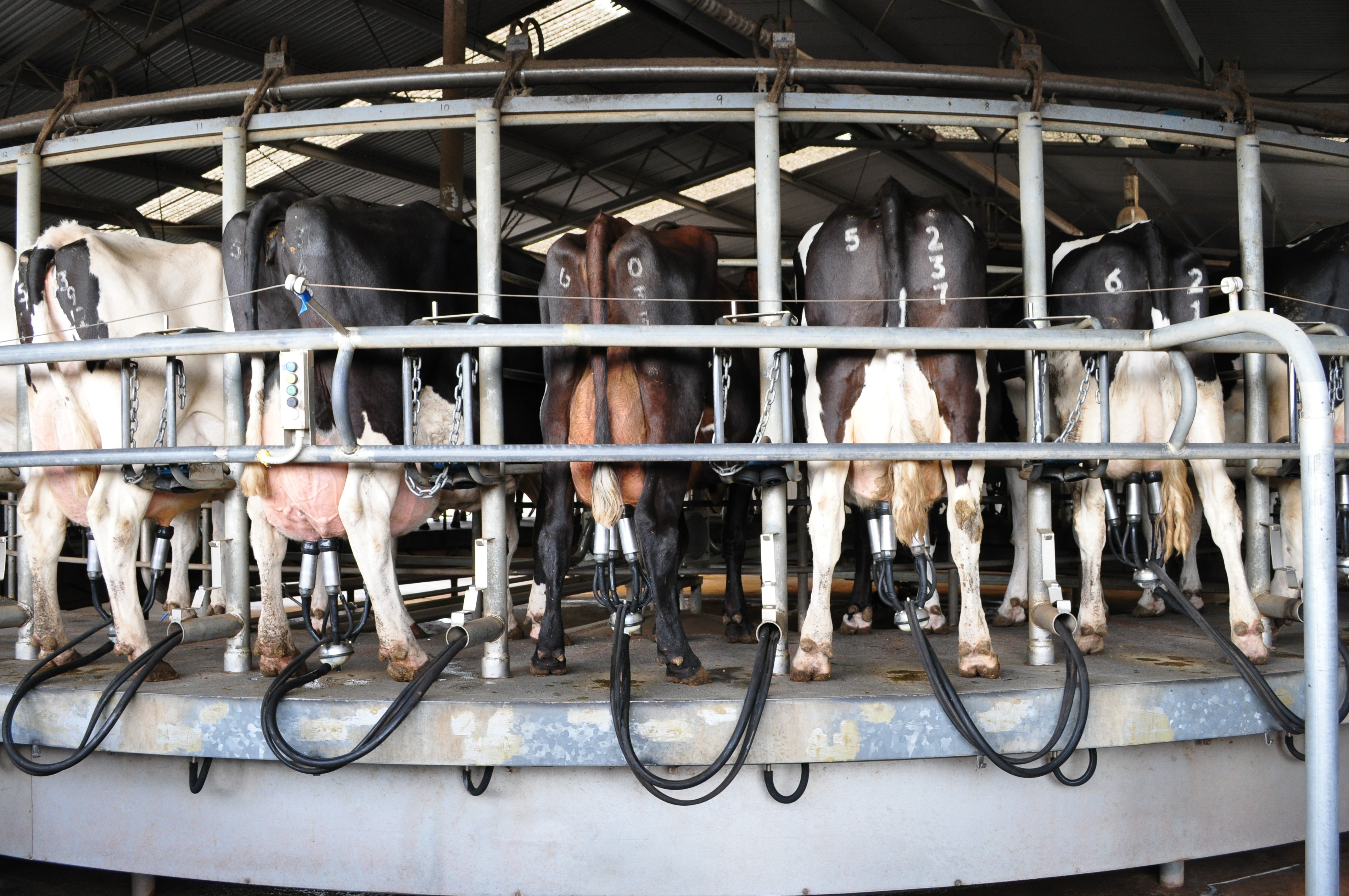 Dairy cows being milked in a rotary dairy