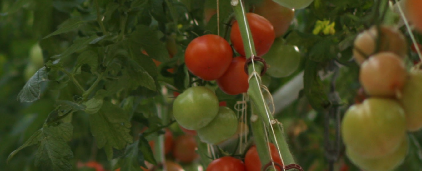 Ripe & unripened tomatoes