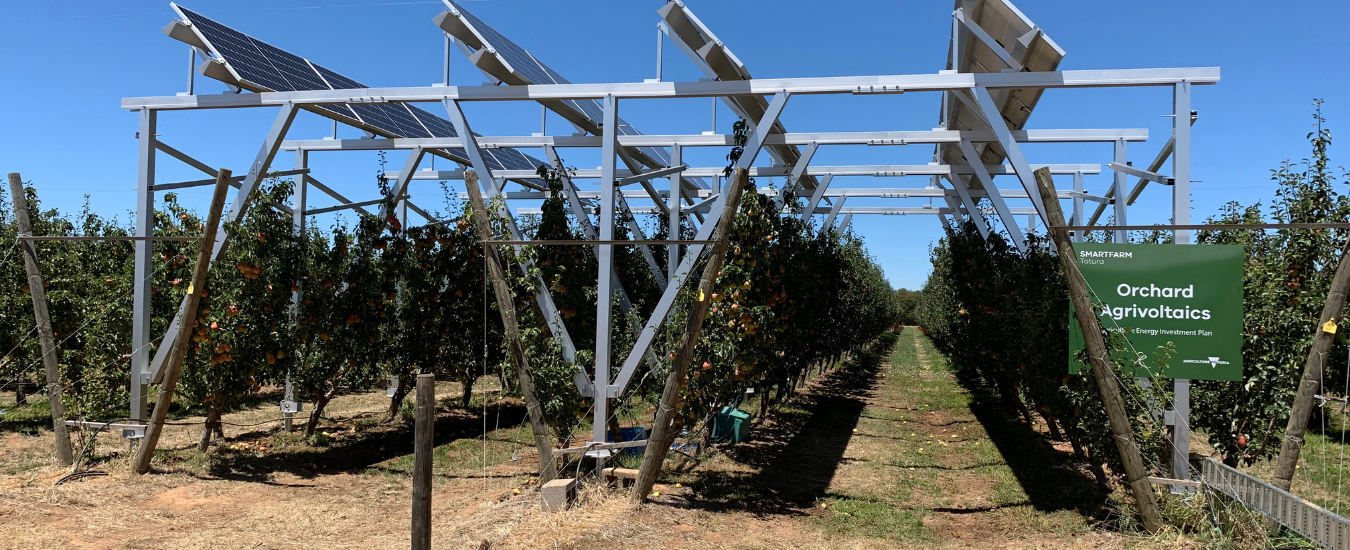 Solar panels over a pear orchard