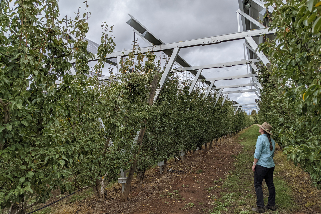 Image of Tatura woman satnding at the solar farm