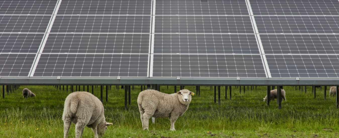 Sheep in front of solar panels