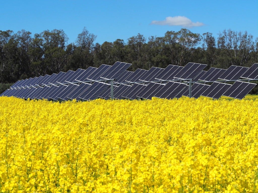 Solar panel array in canola field in flower, blue sky