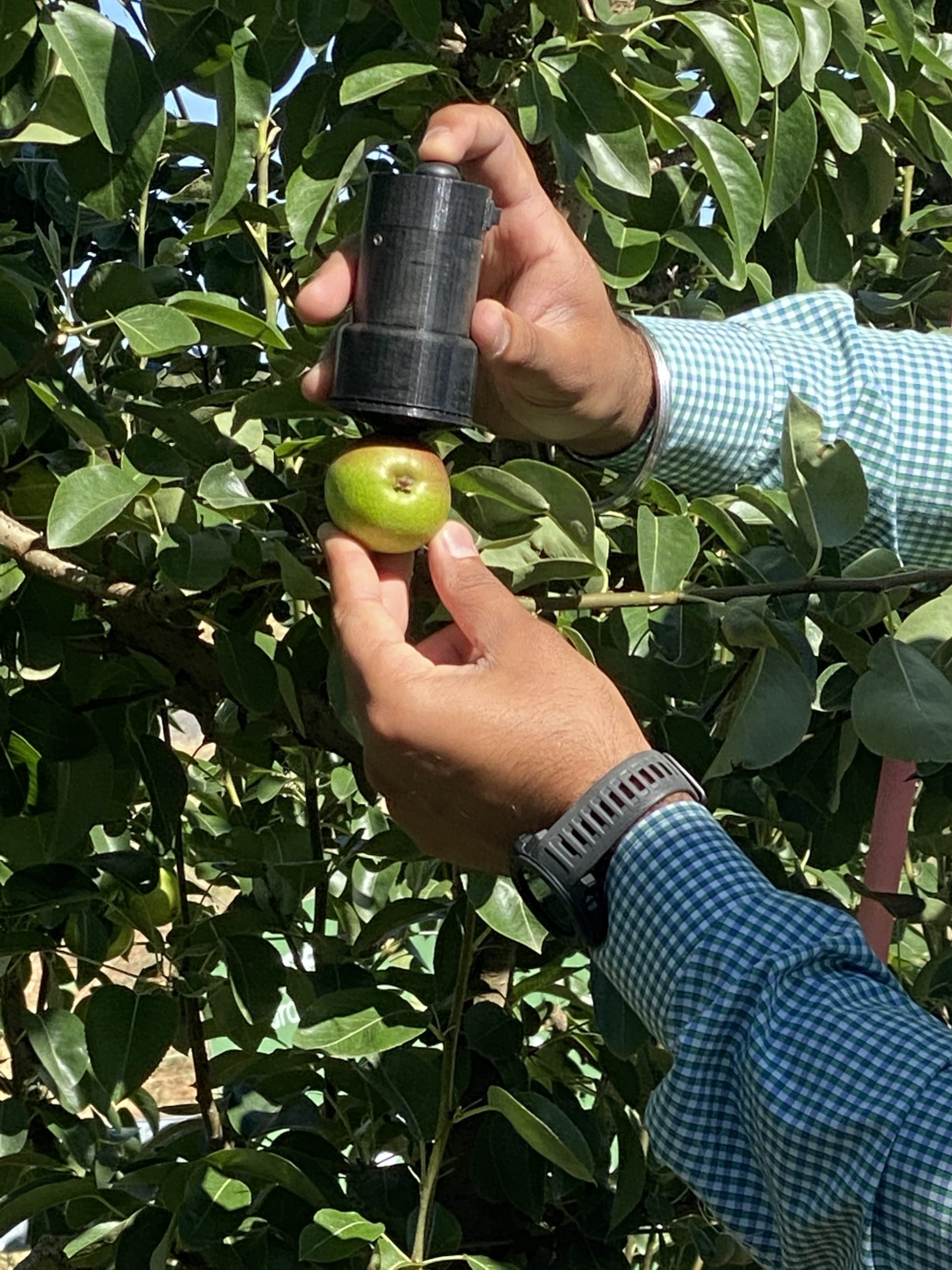 Hand holding portable bluetooth colorimeter on a pear