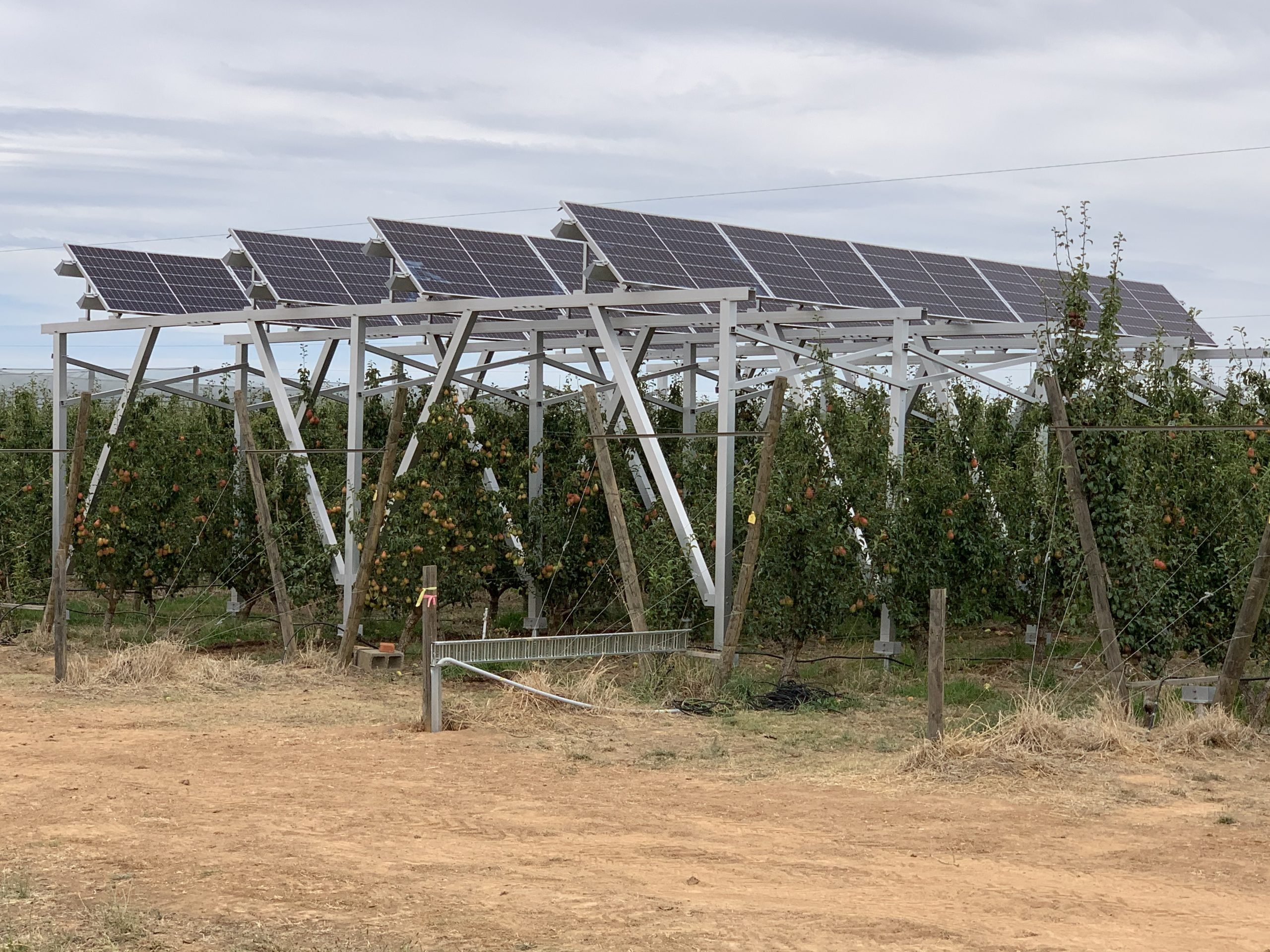 Solar panels over an orchard