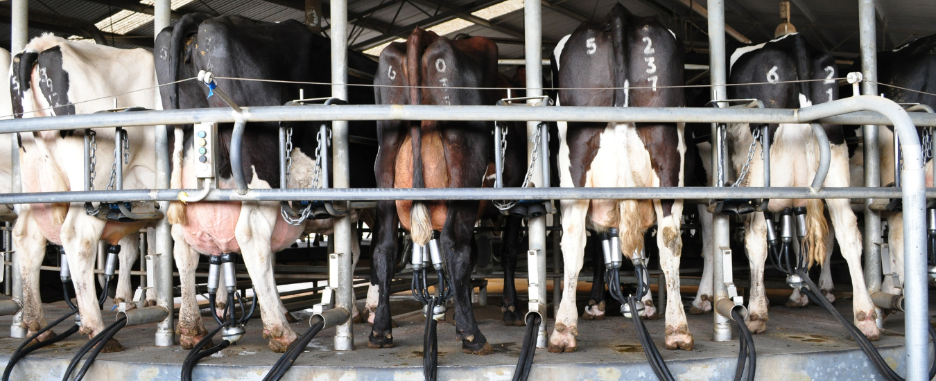 cows in rotary dairy