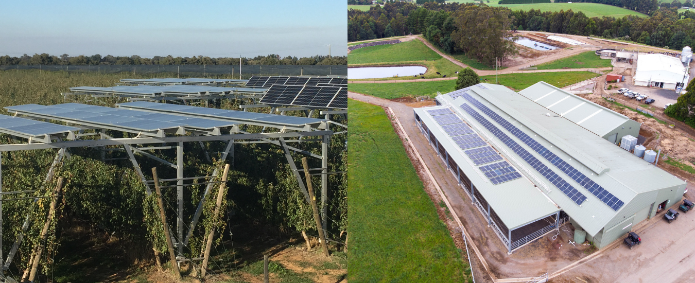Solar panels mounted over an orchard and a dairy with solar panels on the room