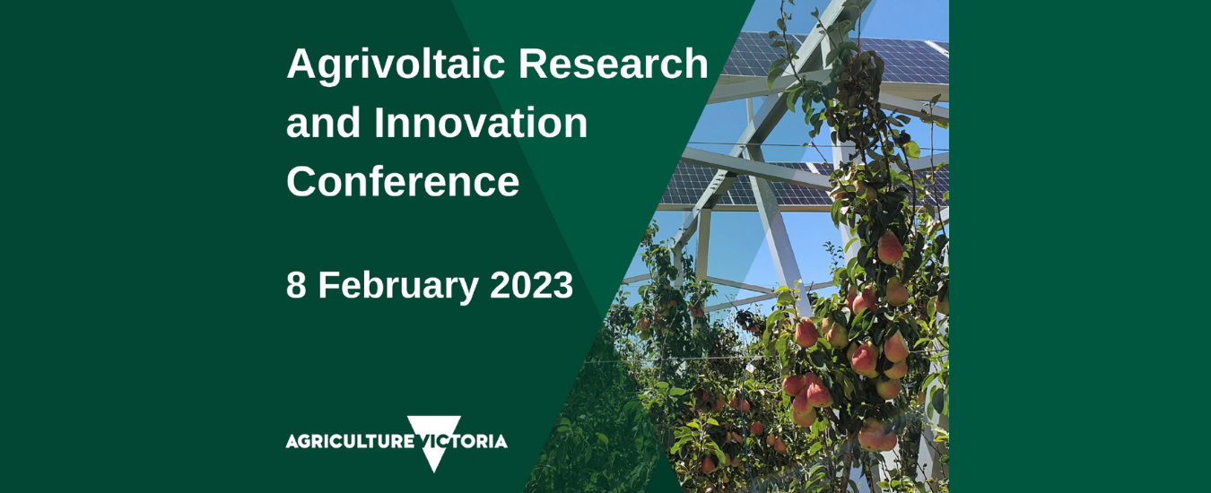 Agrovoltaic Research and Innovation Conference, 8 February, Pears growing under solar panels