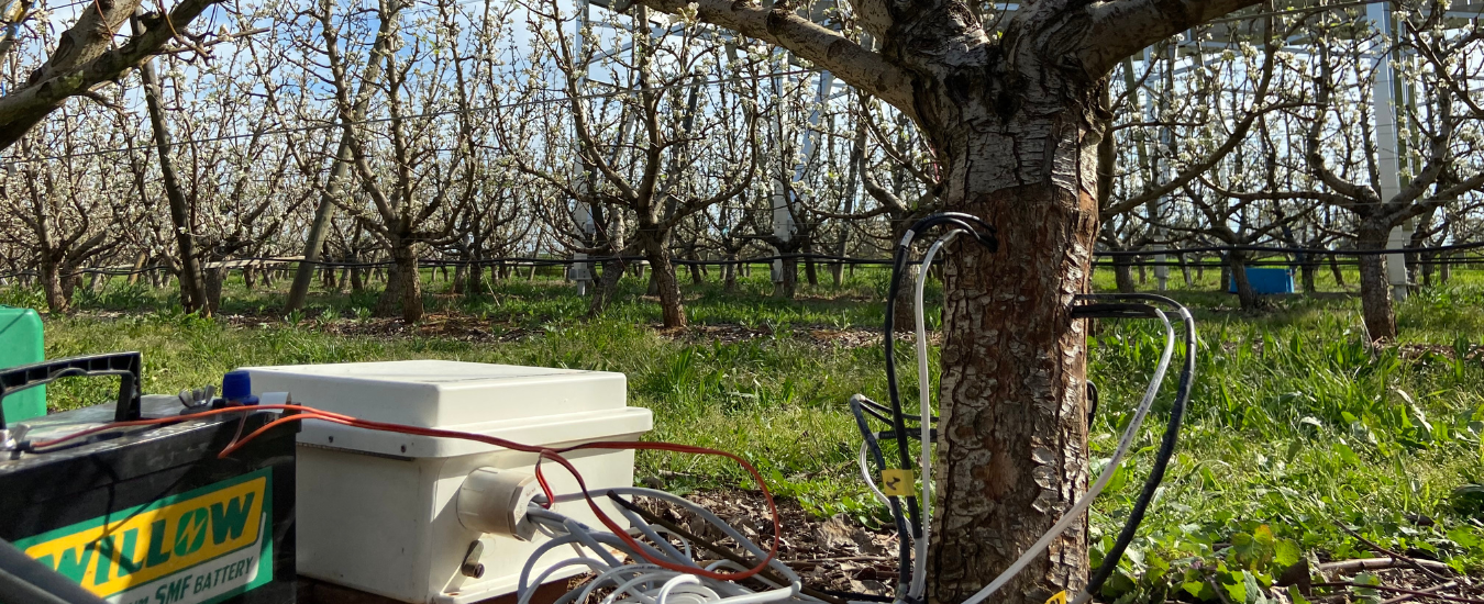 Battery and device collecting sap from a pear tree in an orchard