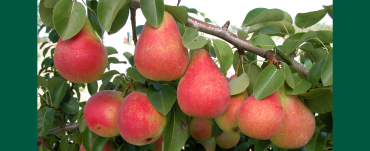 Red pears hanging on a branch