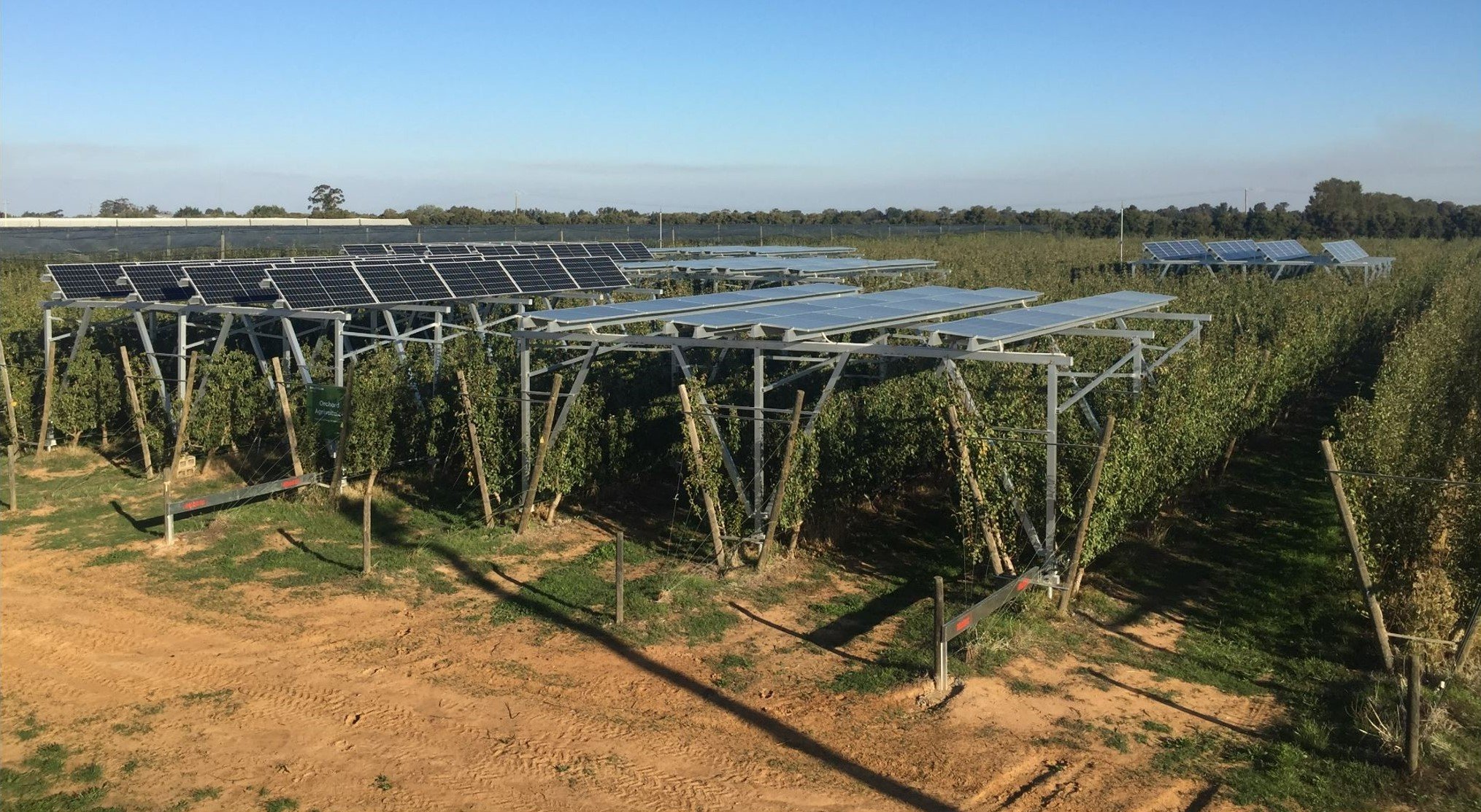 Agrivoltaic cells over a pear orchard