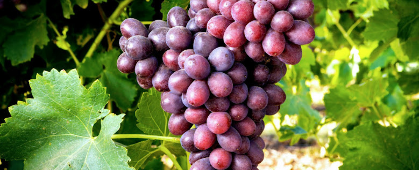 Crimson seedless grapes on the vine