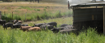 Pigs at the McIvor farm
