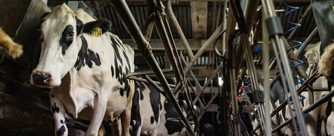 Dairy cow exiting the milking shed