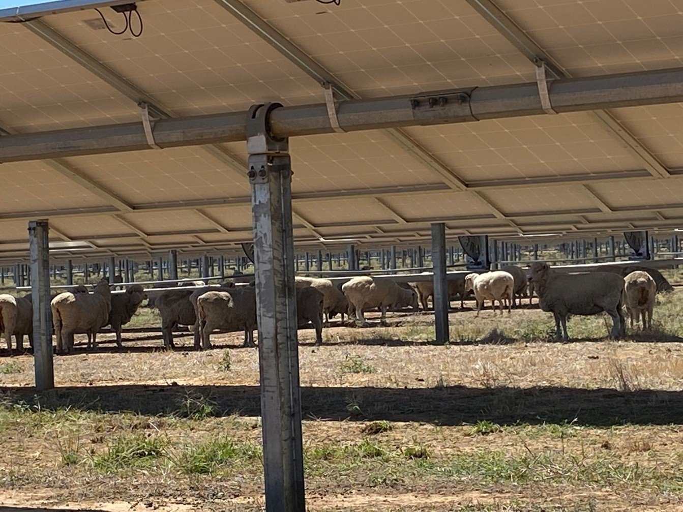 Figure 4. Sheep seeking shade under panels in February 2022.