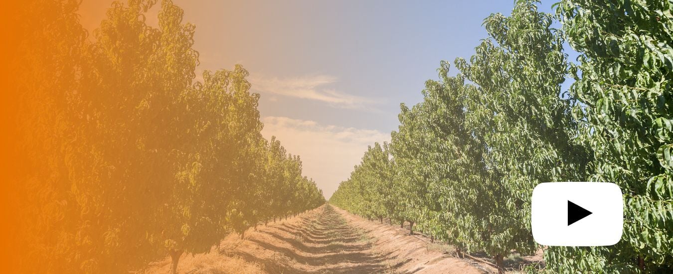 Photo looking down a row between trees in a stonefruit orchard with orange wash over it and play button