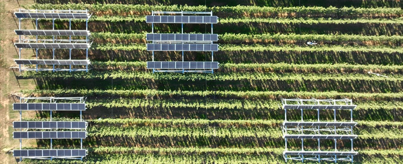 Four sets of solar panel arrays in a pear orchard.