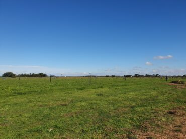 One of the new property's paddocks from the laneway
