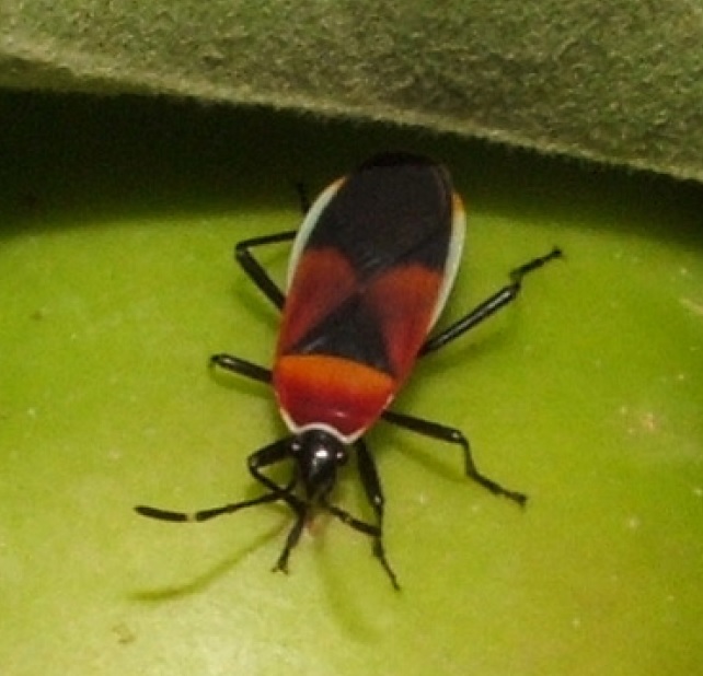 Harlequin Bug Manage Hosts And Hideouts Australian Apple And