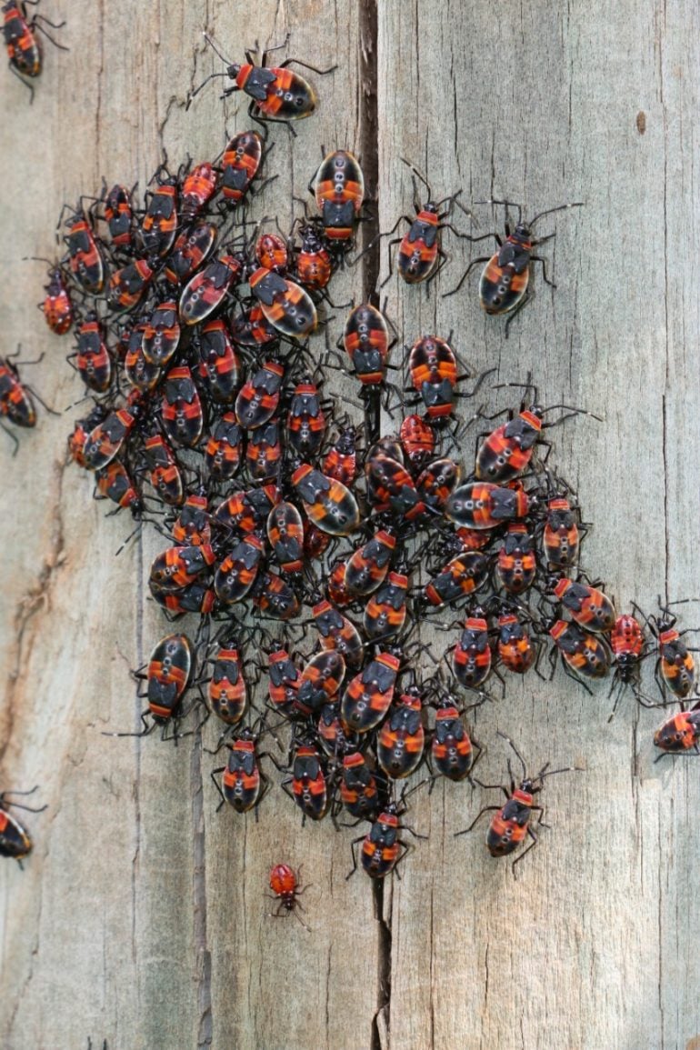 Harlequin Bug activity during harvest - Australian Apple and Pear IPDM ...