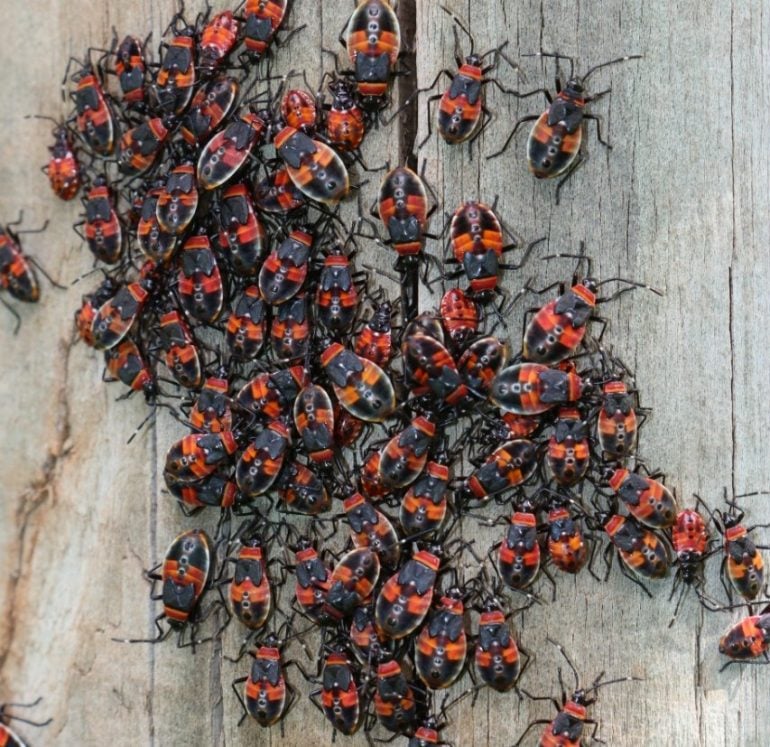 Harlequin Bug - Australian Apple And Pear Ipdm 