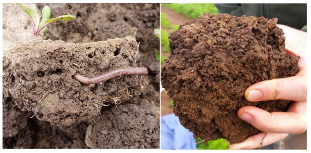 Earthworms in Orchards Australian Apple and Pear IPDM Australian