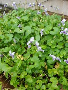 native violets