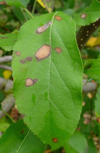 IPDM focus on black spot (apple scab and pear scab) - Australian Apple ...