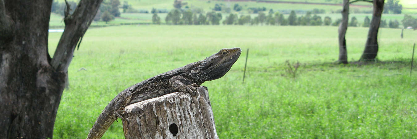 lizard on tree stump