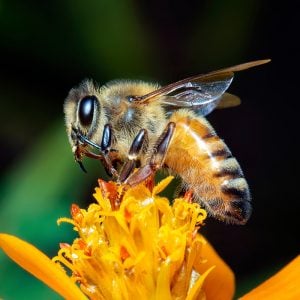 dwarf honey bee