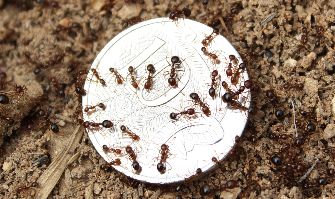 Fire ants on 10c coin
